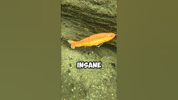 I found a EXPENSIVE lure underwater!!