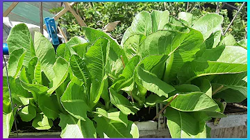 Kde pěstovat salát přes zimu?