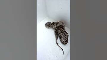 Python eating chicken head-time lapse