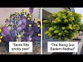 The Weirdest Plants These People Found And Asked What They Are