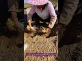DIY Bean Sprouts Harvest: Growing & Collecting in Sand – A Unique Farming Trick