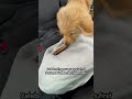 Letting Our Golden Retriever Puppy Try A Sausage For The First Time