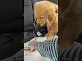Letting Our Golden Retriever Puppy Try A Sausage For The First Time