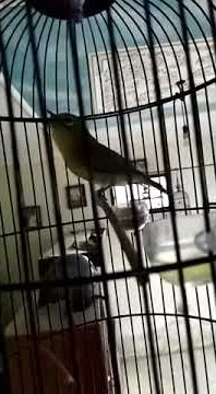 Masteran Pleci Nembak Glatik