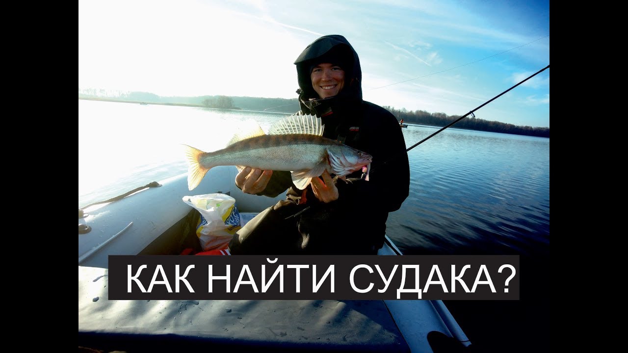 Судак эхолот практик. Судак эхолот практик