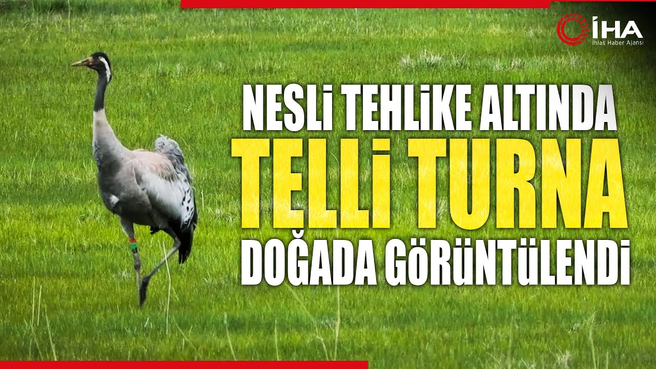 Türkülere konu olan Telli Turna'nın Sesi! YouTube