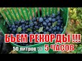 КАК БЫСТРО СОБИРАТЬ ЧЕРНИКУ. Быстрый Сбор Черники 10 литров ягоды за час. ЧЕРНИКА 2021. БЬЕМ РЕКОРДЫ