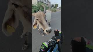 कुछ खामोशियां बहुत कुछ कह जाती है 🥺 #humanity #cow #help #respect #youtubeshorts