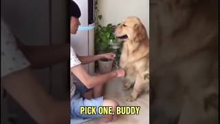Dog Betrayed - OMBM