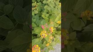 #tienbac #valuesoflife #tamtrangcuocsong #trietlysong #tamtrang