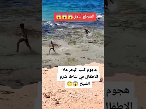فيديو: هل الكلاب مسموح بها على شاطئ ستينسون؟