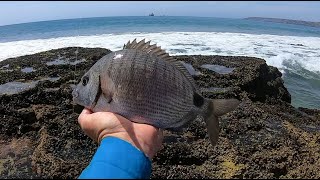 Fishing for BlackTail in Hartenbos, (light tackle fishing)