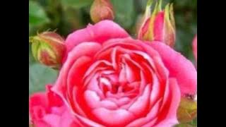 Happy Birthday to you! (The Birthday Song by Corrinne May)