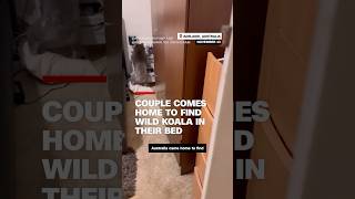 Couple comes home to find wild koala in their bed