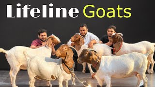 3rd Gen African Boer Female Goats at Lifeline Goats Kurla Mumbai