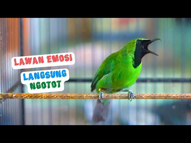 Pancingan Cucak Ijo Gacor Ini Efektif dan Cepat Buat Menaikan Emosi Ijo Mana Saja Agar Tarung class=