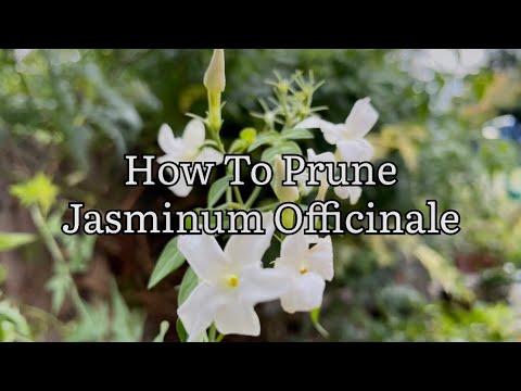 Video: Jasmine Pruning: Thaum twg Thiab Yuav Ua Li Cas Prune Jasmine Nroj Tsuag