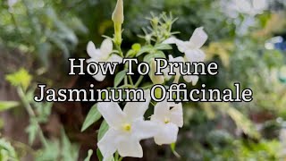 How To Prune And Rejuvenate Jasminum Officinale, How To Prune Climbing Jasmine