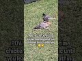 First time seeing this I was shocked!! 😲😂 #ytshorts #backyardchickens #funny