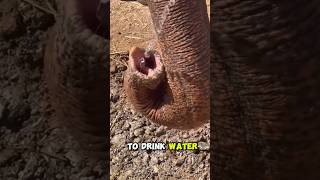 The Cute Side Of An Elephants Trunk