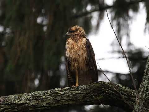 GREAT BLACK HAWK, PORTLAND, MAINE, MON. DEC. 03, 2018 00709 