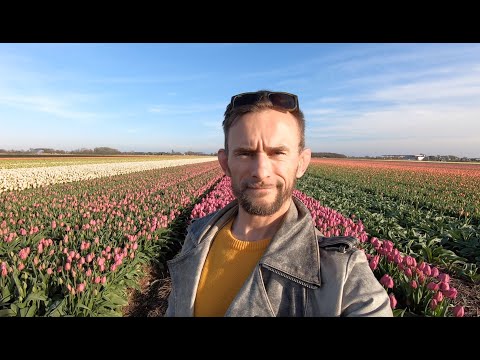 Video: Thuisland Van Tulpen: Geschiedenis En Land Van Herkomst Van De Bloem