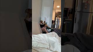 English Bulldog Prefers Sitting on Guy's Head