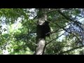 bear climbing tree to eagle nest