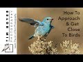 How to Approach and Get Close to Birds (Bird Photography)