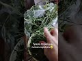 Урожай не сдается!
