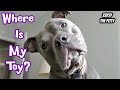 Have You Ever Seen A Pitbull Talk Like This?! This Dog Shows How Pitbulls Are Really Like!!