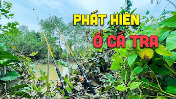 ĐANG TÌM BÃI CÂU CÁ tra PHÁT HIỆN BẦY CÁ TRA ỤC NHƯ CƠM XÔI