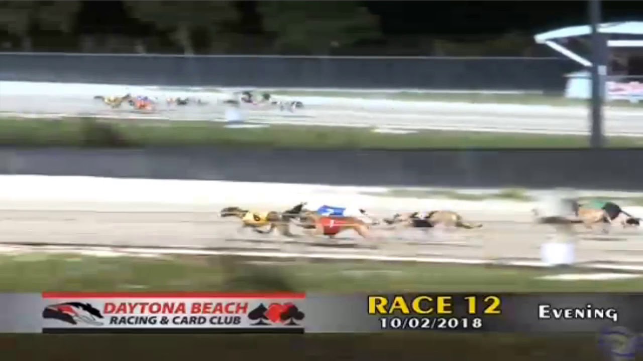 Greyhound Catches Lucky The Lure at Daytona! YouTube