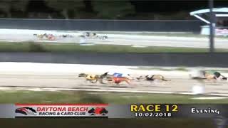 Famous Greyhound Catches Lucky The Lure at Daytona! Wealth
