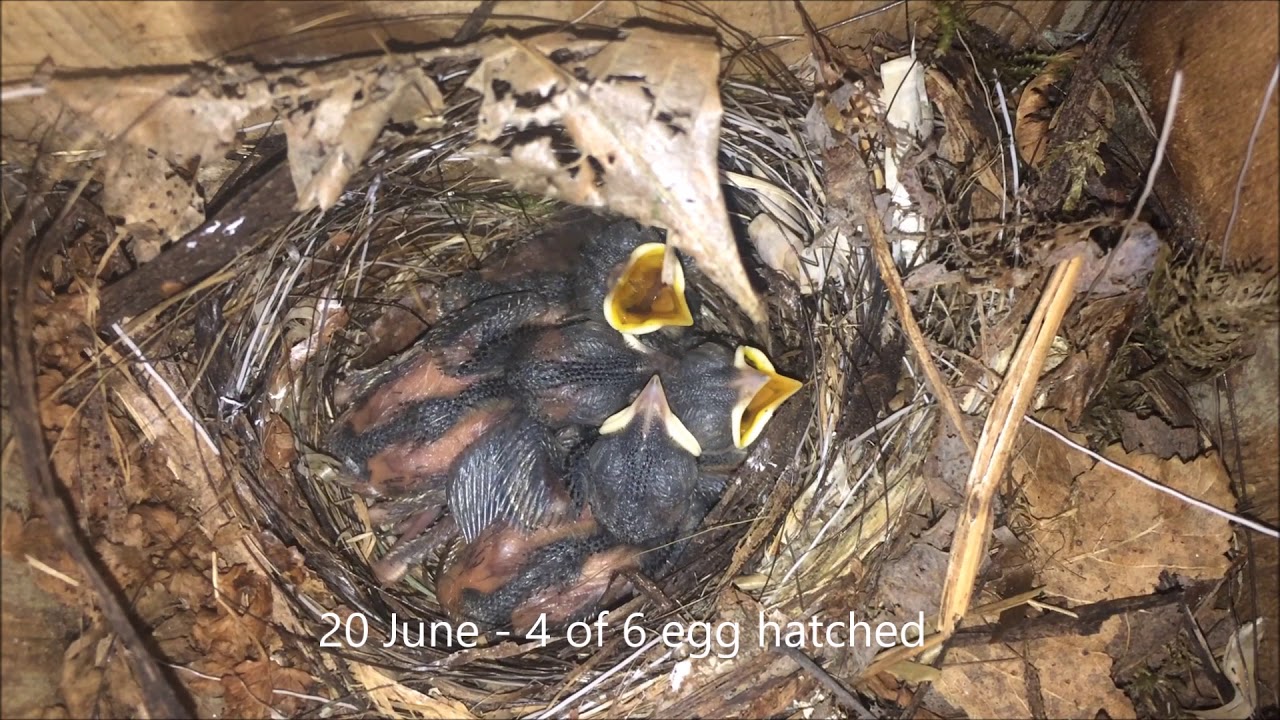 Red breasted & Pied Flycatcher hybrid pair Maridalen 2017 camera iphone 8 plus apk