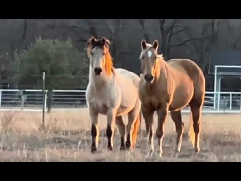 Video: How long do horses live? Care and maintenance