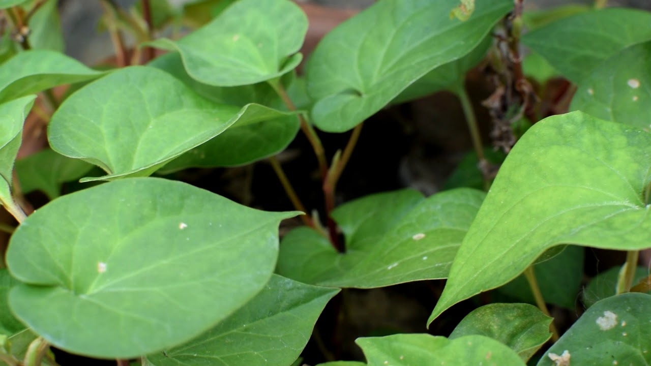 พลูคาวหรือคาวตอง ( Houttuynia cordata ) - YouTube