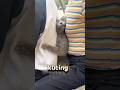 Si Kucing Penyimpan Dendam 🤣 #shorts #cat #funny