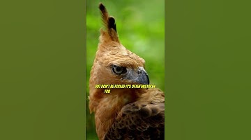 The Majestic Javan Hawk-Eagle — Indonesia’s Living Legend! #eagle #wildlife #animals #extinction