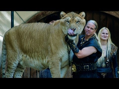 THE LIGER - Lion Tiger Hybrid Bred in Captivity