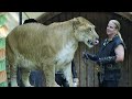 THE LIGER - Lion Tiger Hybrid Bred in Captivity