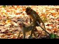 Small two monkey make friendly very best