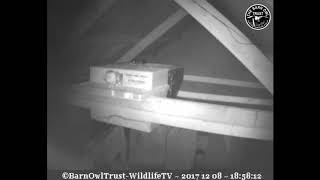 Prey drop to the nestbox, youngster eats, flies off - ©Barn Owl Trust WildlifeTV COPYRIGHT = -http://www.wildlifetv.co.uk/webcams/barn-owl-trust-nestcam/ -http://www.barnowltrust.org.uk/index.html CORNISH