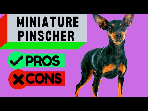 Video: Fakta dan Maklumat Miniature Pinscher