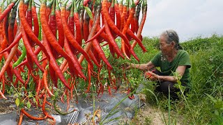 阿婆教你純手工辣椒醬不放添加劑保存半年沒問題Guangxi grandma teaches you how to make pure handmade chili sauce广西 美食 玉林阿婆