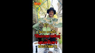 วีธีขยายพันธุ์ เสน่ห์จันทร์ประกายดาวแบบยกยอดเหลือใบ โตง่าย ขยายได้เร็ว