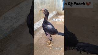 Guess What Makes This Kamalia Chick Unique? 🤫🐤 #aseel #youtubeshorts #aseellovers #chicks