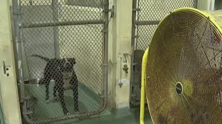 Así mantienen a salvo del calor a los perros en el refugio de animales de Miami-Dade