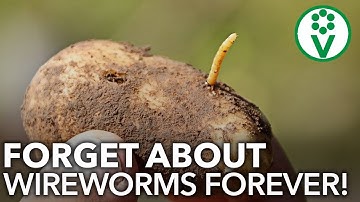 THESE GREEN MANURES WILL SAVE POTATOES FROM DANGEROUS PESTS!