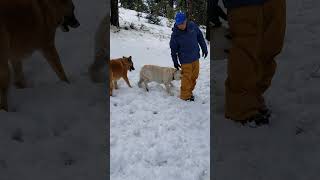 Duncan  and Sam playing in the Snow.